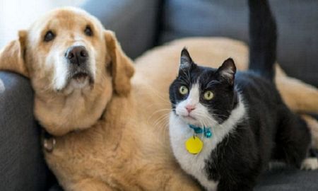 dia del animal: quien era ignacio albarracin por quien el 29 de abril se instauro la celebracion dia del animal: quien era ignacio albarracin por quien el 29 de abril se instauro la celebracion