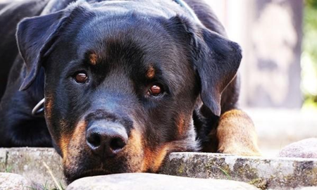 Los perros rascan la cama antes de dormir. ¿Por qué? Los perros rascan la cama antes de dormir. ¿Por qué?