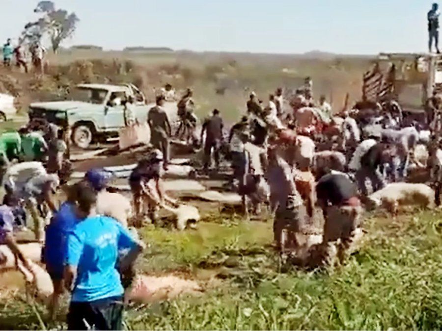 Desesperación por apropiarse de cerdos tras el vuelco del camión que los trasladaba