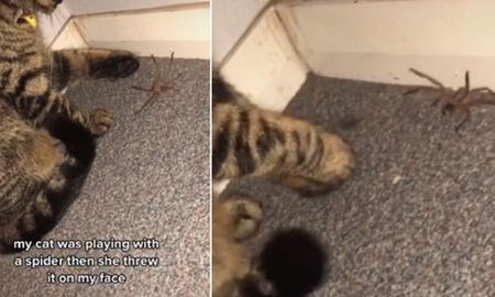 Video viral: una gata se puso a jugar con una araña y el final generó un gran impacto en las redes sociales. Video viral: una gata se puso a jugar con una araña y el final generó un gran impacto en las redes sociales.