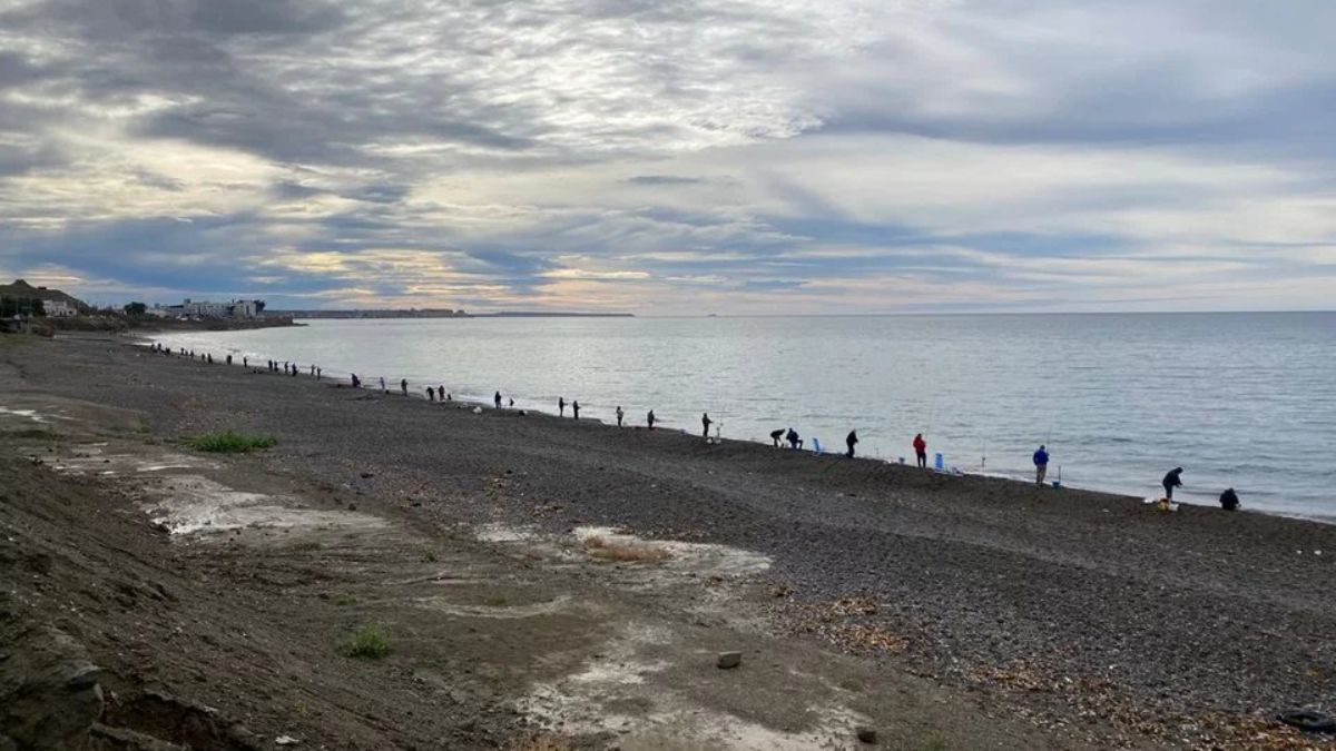 Los especialistas recomiendan no dañar a estos ejemplares, ya que su presencia en la costa es puramente accidental y son piezas clave para la limpieza biológica del océano.