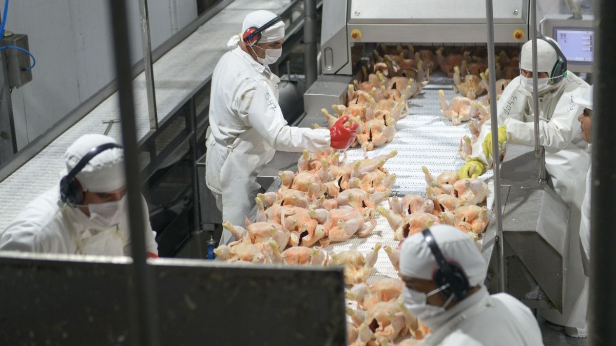 Productores Avícolas de Santa Fe en alerta por importaciones desde Brasil.