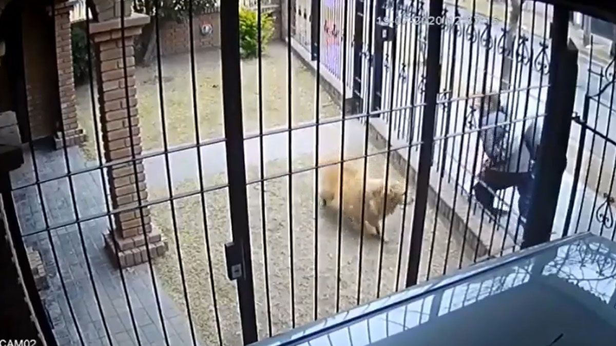 Toda la escena quedó registrada por las cámaras de seguridad de la casa.&nbsp;