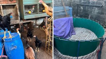 Secuestraron gallos de riña y un ring en una casa de Santa Fe