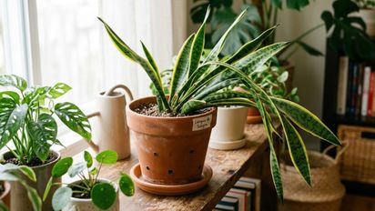 Si tu lengua de suegra se está cayendo para un costado, te contamos qué significa y por qué está pasando