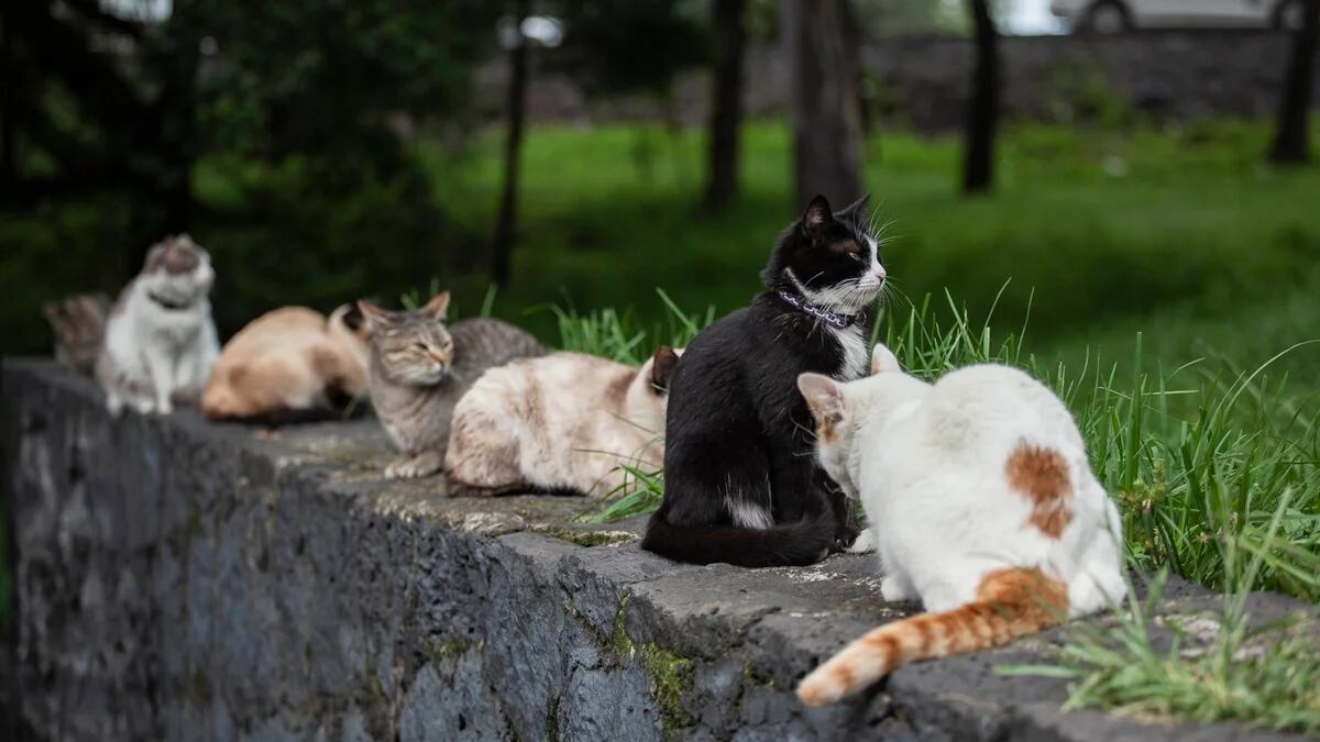 Qué poderes y energía transmiten los gatos según su color de pelo.