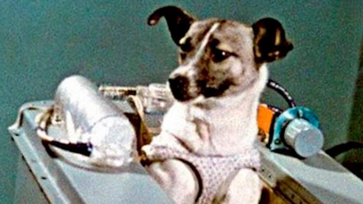 Además se le implantaron diversos&nbsp;sensores en las costillas para medir su respiración y su pulso&nbsp;con otro instrumento ubicado en su arteria carótida. En su habitáculo también había una serie de instrumentos para&nbsp;revisar la temperatura