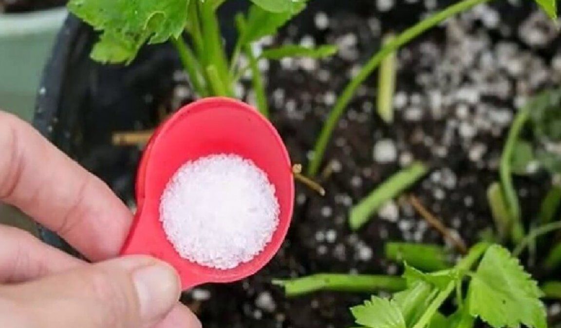 El bicarbonato de sodio es la solución perfecta a todos los problemas que tengas en tu jardín. El bicarbonato de sodio es la solución perfecta a todos los problemas que tengas en tu jardín.