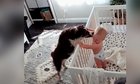 Instaló una cámara en el cuarto de su bebé y registró cómo el perro lo consuela cada vez que llora Instaló una cámara en el cuarto de su bebé y registró cómo el perro lo consuela cada vez que llora