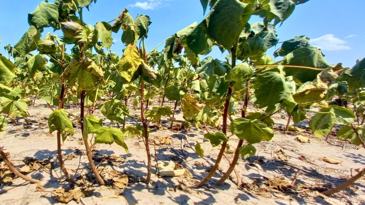 Lote con algodón; en etapa de fructificación, con impacto por déficit hídrico y estrés térmico, en el norte del departamento General Obligado. Foto: SEA