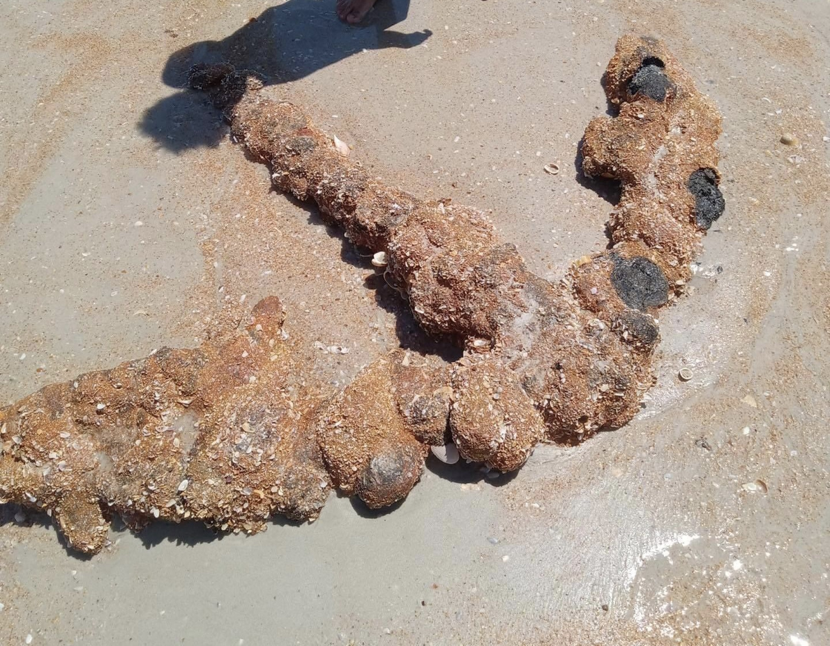 El sorprendente descubrimiento sucedió en Florida, Estados Unidos.