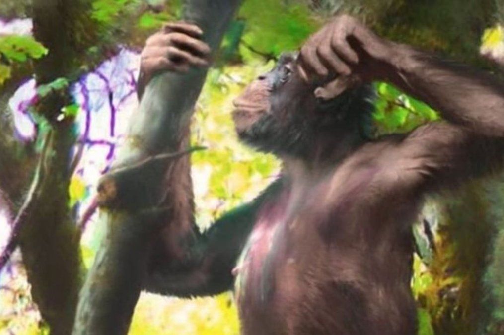 El revolucionario hallazgo de un simio con brazos de mono y piernas humanas