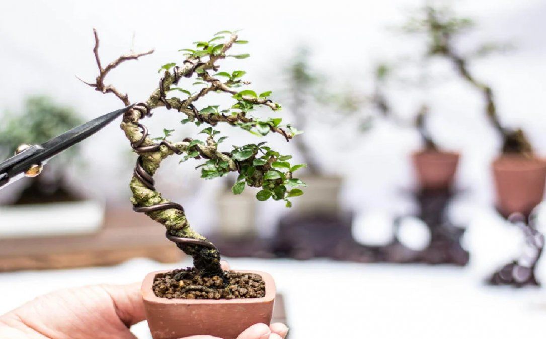 El hecho de que sea un árbol atrofiado intencionalmente