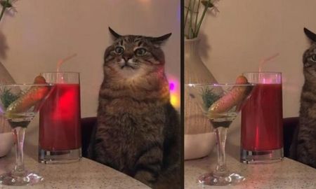 Video viral: gato retrató a la perfección cómo es ir de fiesta y generó un sinfín de risas. Video viral: gato retrató a la perfección cómo es ir de fiesta y generó un sinfín de risas.