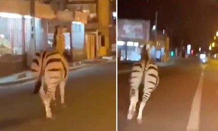 videos: una cebra y dos caballos se escaparon de un circo en paris y deambularon por la calle videos: una cebra y dos caballos se escaparon de un circo en paris y deambularon por la calle