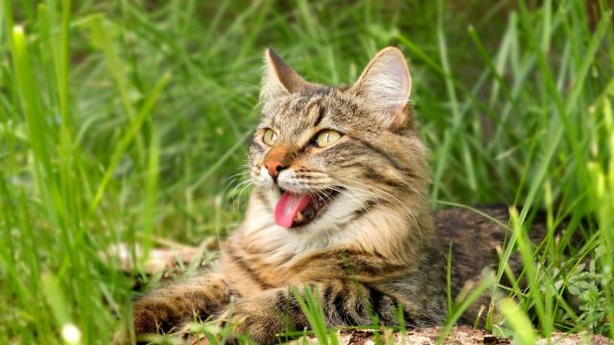 Los gatos jadean para regular su temperatura corporal. Los gatos jadean para regular su temperatura corporal.