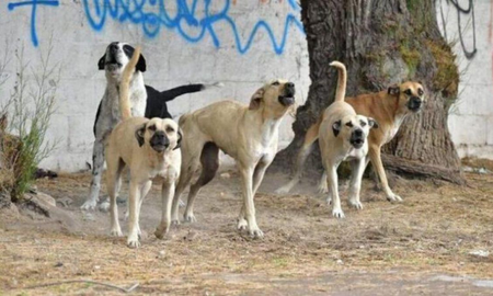 Una jubilada se quitó la vida luego de envenenar a sus diez perros. Imagen ilustrativa.&nbsp;