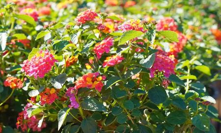 Flores que mantienen su color incluso bajo el sol más fuerte del verano. Flores que mantienen su color incluso bajo el sol más fuerte del verano.