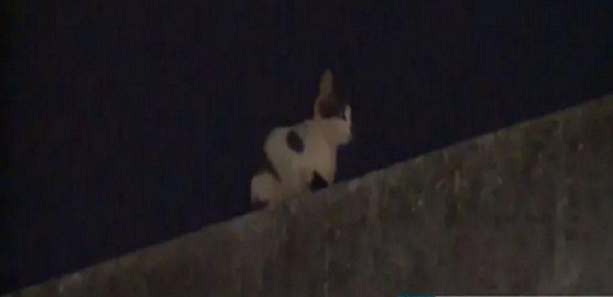 Viral: Manchita, el gato atrapado en un quinto piso del que hablaron todas las redes