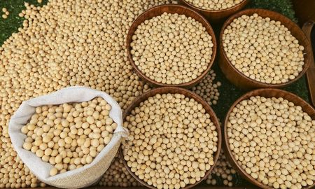 Granos de soja para hacer recetas saludables. Granos de soja para hacer recetas saludables.