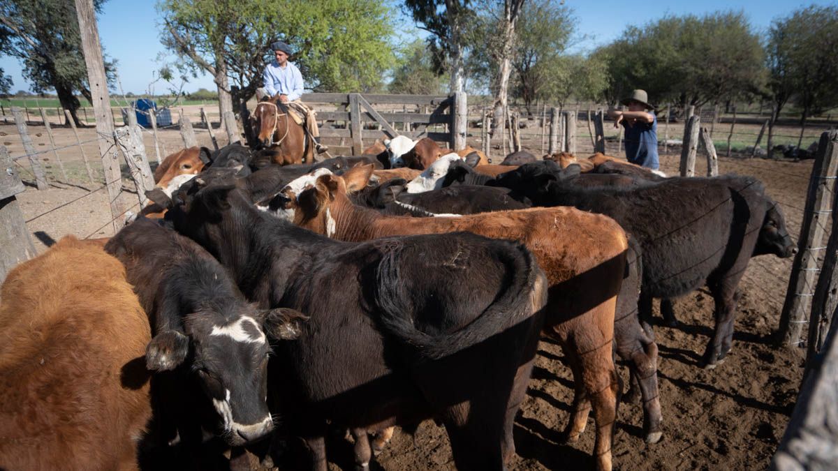 Cada bovino sacrificado en el país (que el año pasado sumaron 13.9 millones) representa una recaudación aproximada de $1.200 para el instituto.  