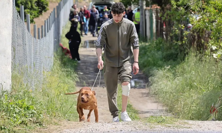 Un bebé de 13 meses perdió la vida tras un ataque de dos perros pitbull en Italia. Un bebé de 13 meses perdió la vida tras un ataque de dos perros pitbull en Italia.
