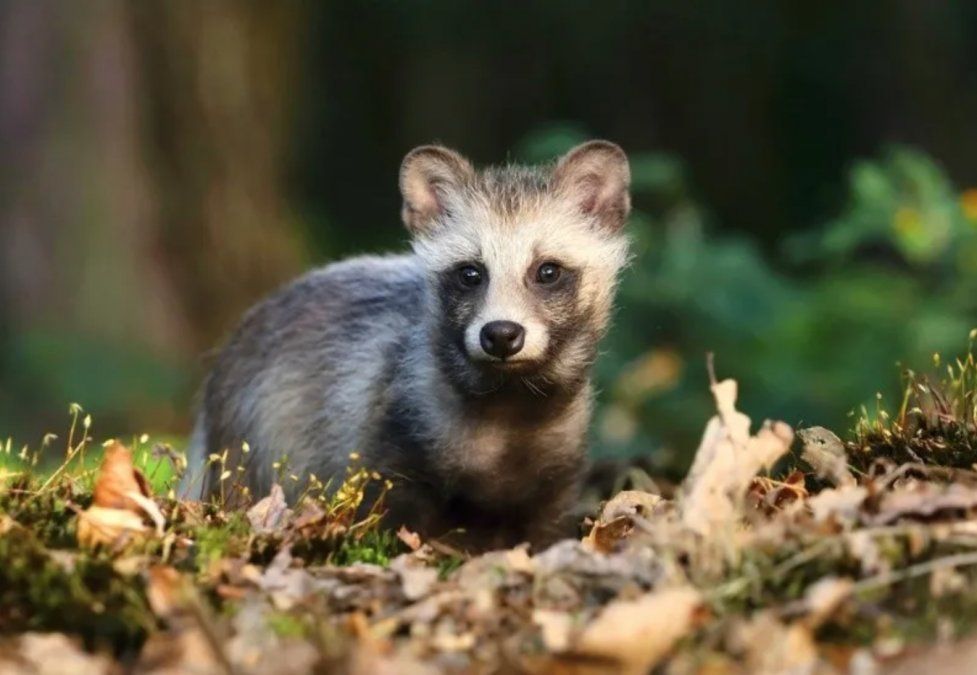 El llamativo ejemplar que causa estragos en Reino Unido.