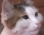 video: asi un gato salva a su duena de morir en un incendio mientras dormia video: asi un gato salva a su duena de morir en un incendio mientras dormia