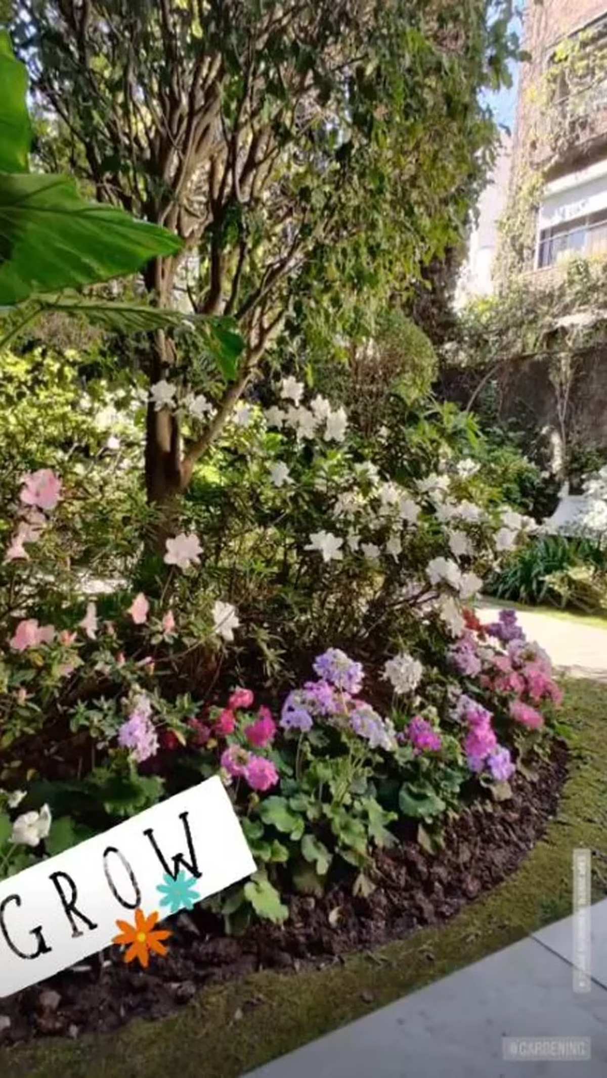 Susana Giménez compartió imágenes de como se encuentran su jardín.