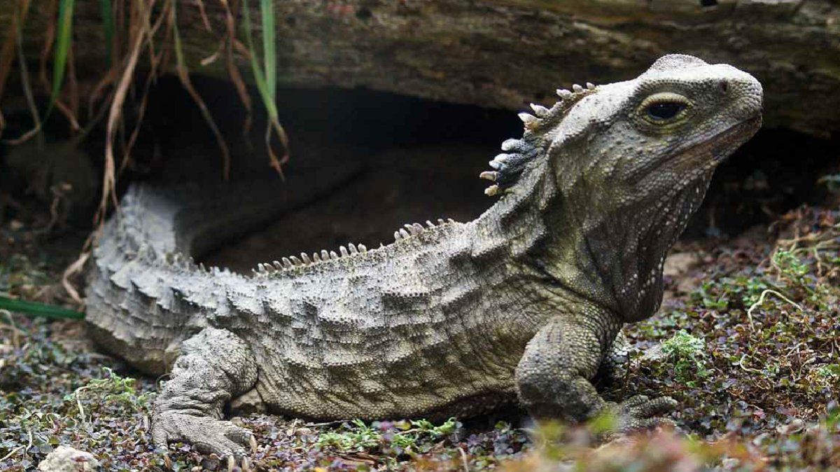 Los huesos hallados pertenecerían a un animal con características similares a los esfenodontes.