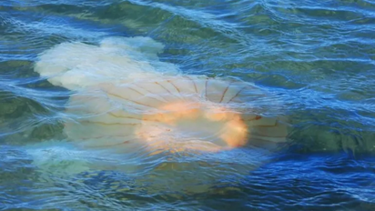Medusas en Puerto Madryn: alertan por un posible pico entre enero y febrero