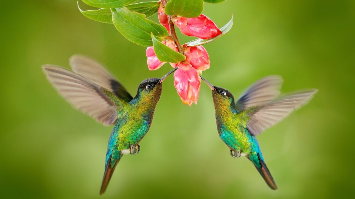 Por qué llegan muchos colibrís a mi jardín
