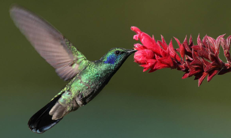 Descubrí qué plantas sembrar en primavera para atraer colibríes a tu jardín. Descubrí qué plantas sembrar en primavera para atraer colibríes a tu jardín.