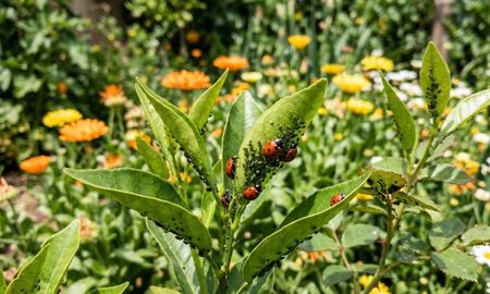 Su presencia en el jardín favorece el equilibrio ecológico y reduce el uso de pesticidas. Su presencia en el jardín favorece el equilibrio ecológico y reduce el uso de pesticidas.