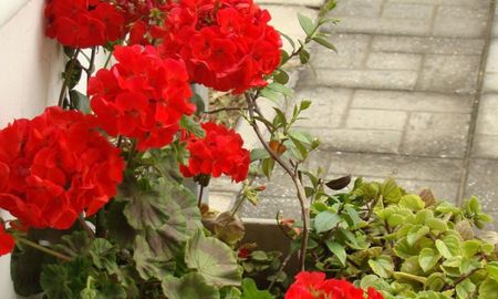 Un malvón con poda regular mantiene su follaje compacto desde la base y produce flores más grandes. Un malvón con poda regular mantiene su follaje compacto desde la base y produce flores más grandes.