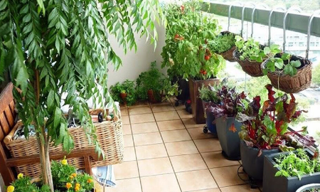 Huerta en casa Huerta en casa