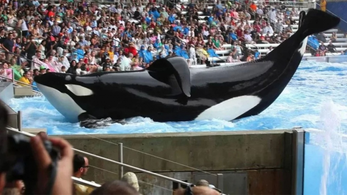 El proyecto de ley presentado en el Senado lleva el nombre de esa orca que -según denuncian las organizaciones- fue