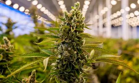 Los investigadores concluyen que sus hallazgos brindan cierto apoyo a que la asociación observada durante mucho tiempo entre el cannabis y la esquizofrenia es probablemente de naturaleza parcialmente causal, además de que podrían tener ramificaciones importantes con respecto a la legalización y el control del consumo de cannabis. Los investigadores concluyen que sus hallazgos brindan cierto apoyo a que la asociación observada durante mucho tiempo entre el cannabis y la esquizofrenia es probablemente de naturaleza parcialmente causal, además de que podrían tener ramificaciones importantes con respecto a la legalización y el control del consumo de cannabis.