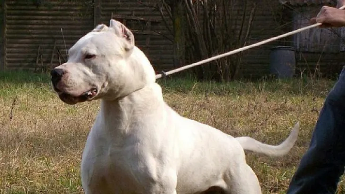 El perro atacante era una mezcla entre pitbull y dogo (foto). Gentileza: Jaime Earith El perro atacante era una mezcla entre pitbull y dogo (foto). Gentileza: Jaime Earith