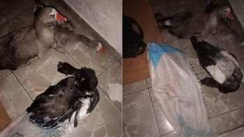 Los adolescentes fueron sorprendidos en plena madrugada cuando se llevaban dos gansos y un pato casero de una casa quinta en Arroyo Leyes.