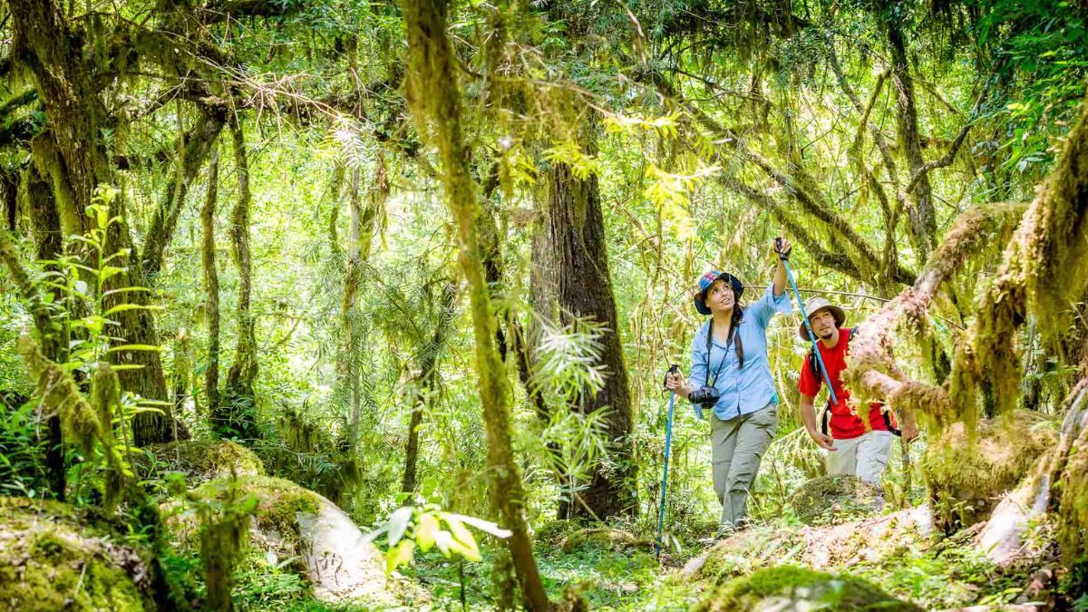 Descubrí esta impresionante reserva escondida en las Yungas tucumanas para visitar.