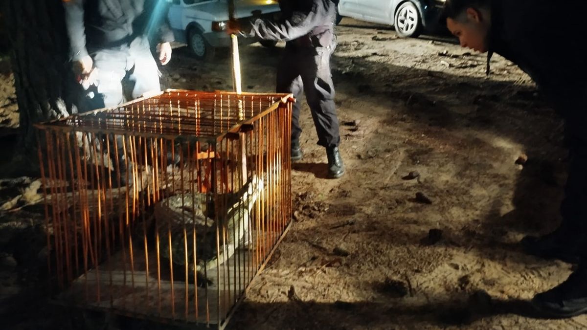 El reptil fue trasladado hasta la base operativa de la Policía Ecológica. El reptil fue trasladado hasta la base operativa de la Policía Ecológica.