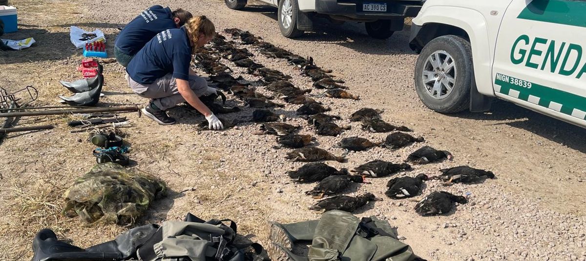 Las actuaciones encuadradas en la Ley Nacional 22.421 pasaron de 15 en 2024 a 34 en 2025, con mayor cantidad de casos en los departamentos General Obligado, Vera y La Capital. Las actuaciones encuadradas en la Ley Nacional 22.421 pasaron de 15 en 2024 a 34 en 2025, con mayor cantidad de casos en los departamentos General Obligado, Vera y La Capital.