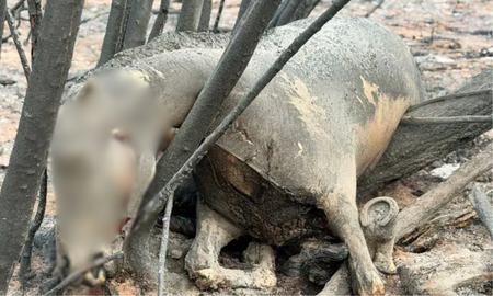 La desgarradora foto de un caballo que falleció por los incendios. La desgarradora foto de un caballo que falleció por los incendios.