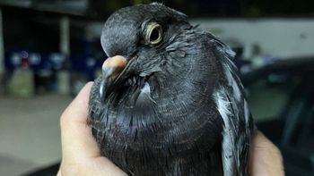 El hecho ocurrió en una vivienda ubicada en calle Cervantes al 1600.