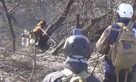 el video del perro que rastreo a maldonado y no le prestaron atencion el video del perro que rastreo a maldonado y no le prestaron atencion
