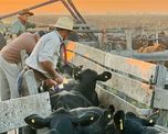 vacunacion antiaftosa: como deberan hacer los ganaderos para elegir un veterinario particular