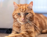 El gato que viaj&oacute; 64 kil&oacute;metros para reencontrarse con su familia.