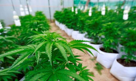Comenzó el ciclo de charlas de formación en Endocannabinología, Cannabis y Cannabinoides brindado por profesionales de todo el mundo expertos en materia de Cannabis. Se trata de una actividad de extensión que cuenta con más de 200 inscriptos. Comenzó el ciclo de charlas de formación en Endocannabinología, Cannabis y Cannabinoides brindado por profesionales de todo el mundo expertos en materia de Cannabis. Se trata de una actividad de extensión que cuenta con más de 200 inscriptos.