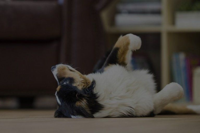 Las “cosas raras” que hacen los perros y no sabés por qué